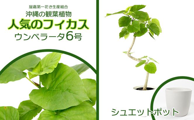 ★沖縄の観葉植物 人気のフィカス ウンベラータ6号 シュエット鉢ポット