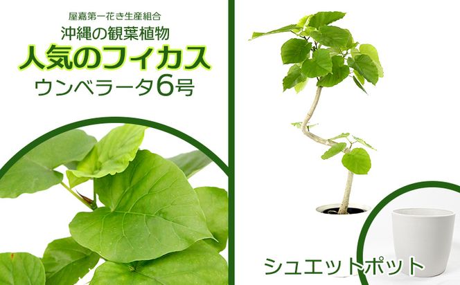 沖縄の観葉植物 人気のフィカス ウンベラータ6号 シュエット鉢ポット