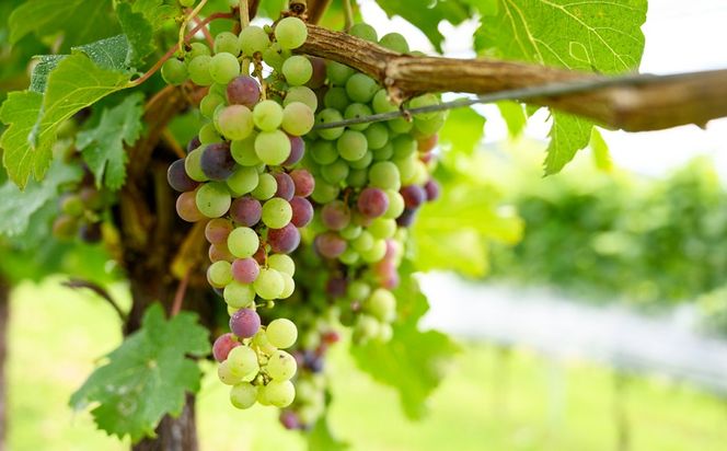 サントリー登美の丘ワイナリー　フロムファーム　甲斐　赤　2020　　H-75