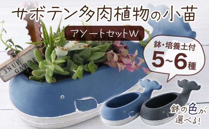 サボテン多肉植物の小苗アソートセットW 寄せ植え説明書付 サボテン多肉植物の小苗アソートセットW 寄せ植え説明書付