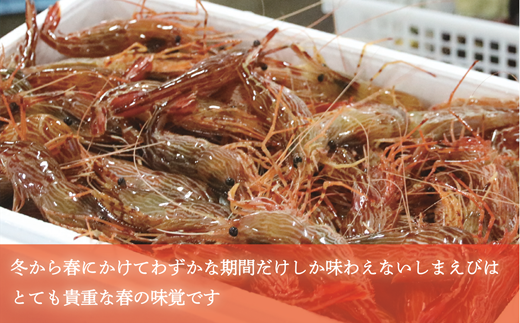 ＜シマエビ（冷蔵）　1kg＞北海道乙部町産　産地直送