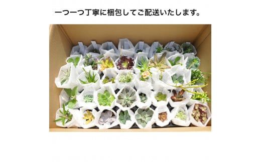161.おまかせ多肉植物詰め合わせ（40種）(A161-1)