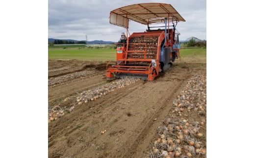 【予約：2024年10月中旬から順次発送】玉葱 20kg Lサイズ以上 ( 玉ねぎ たまねぎ 野菜 20キロ 期間限定 ふるさと納税 玉ねぎ生産量日本一 北見市産 )【148-0007-2024】