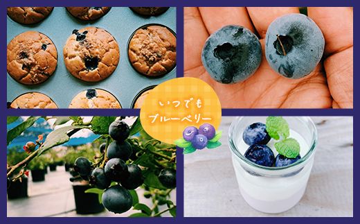 令和7年度生ブルーベリー★6㎏(送料込み) 令和7年度生ブルーベリー☆6㎏(送料込み) （完全自然栽培】生
