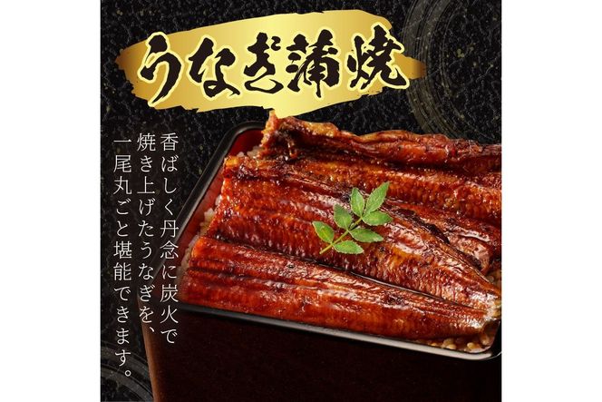 【土用の丑の日までに届く！】うなぎの蒲焼き2～3人前(1尾) 鰻 蒲焼 かばやき タレ鰻 国産 惣菜 京都 ギフト 贈り物 国産うなぎ 炭火焼 ふっくら 夏バテ防止 うな丼 うな重 鰻重 お茶漬け 山椒　AN00084