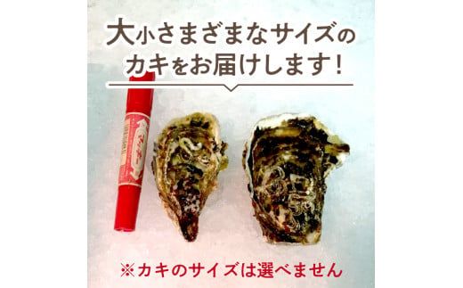 【予約:2024年10月より順次発送】【カキナイフ付】海のミルクサロマ湖産殻付2年物カキ貝 3kg 20～30個入 ( 海鮮 貝 牡蠣 カキ お祝い 熨斗 BBQ )【031-0009-2024】