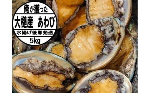 [2026年11月〜12月発送]活アワビ 3kg (20個前後) ※アワビヘラ&軍手付き※[期間限定]|冷蔵 三陸 岩手県 大槌町 あわび 人気 鮑 いわて iwate 2026 初栄丸[35]