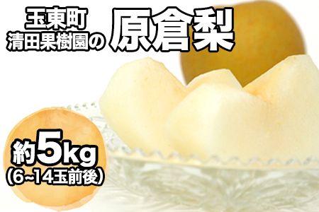 [日付指定不可]『清田果樹園』の原倉梨 約5kg [9月上旬-10月上旬頃出荷]6-14玉前後 新高梨 新興梨 あきづき 豊水梨 熊本県玉名郡玉東町 梨[ふるさと納税]---sg_ckiyotanashi_ad9_25_14000_5kg---