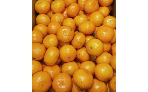 A027 ご褒美＊フルーツ定期便（12回）