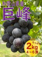 【先行予約】 巨峰 4～6房 2kg  2025年8月下旬発送開始  朝採れ 新鮮 減農薬 和歌山県 巨峰村 農園直送 BA35