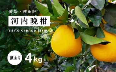 【先行予約】Saito Orange Farmの家庭用河内晩柑4kg ｜ 柑橘 みかん ミカン フルーツ 果物 愛媛　※離島への配送不可　※2025年6月上旬頃より順次発送予定