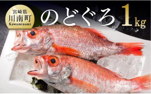 川谷水産厳選!のどぐろ(アカムツ)約1kg☆[D04407]