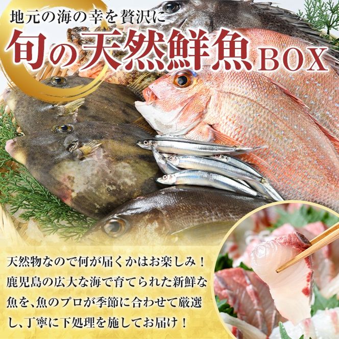 ＜定期便・全2回＞旬の天然鮮魚 厳選BOX(各3～5kg) 天然 魚貝 魚介 海産物 刺身 焼き魚 煮つけ 鯛 イカ キビナゴ【さるがく水産】akn028-31