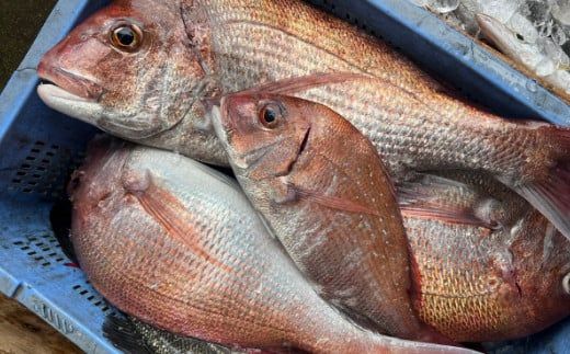 668.漁師が自ら仕上げた旬のおまかせ無添加干物7種セット(A668-2)