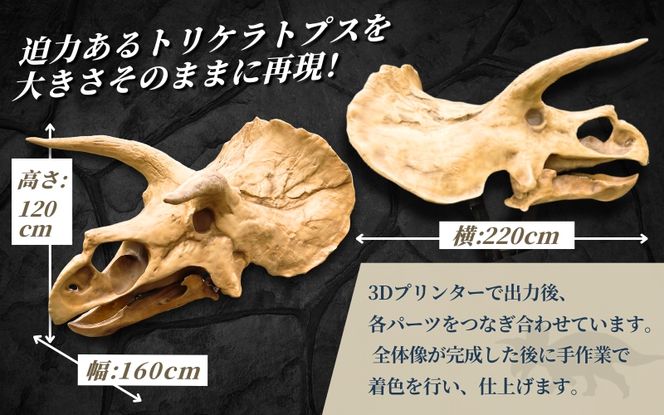 【トリケラトプス】 原寸大 頭骨レプリカ / レプリカ 標本 コレクション プラモデル 実物大 恐竜 骨格レプリカ フィギュア インテリア 展示 模型 博物館 骨格 頭蓋骨 オブジェ 3Dプリント 【