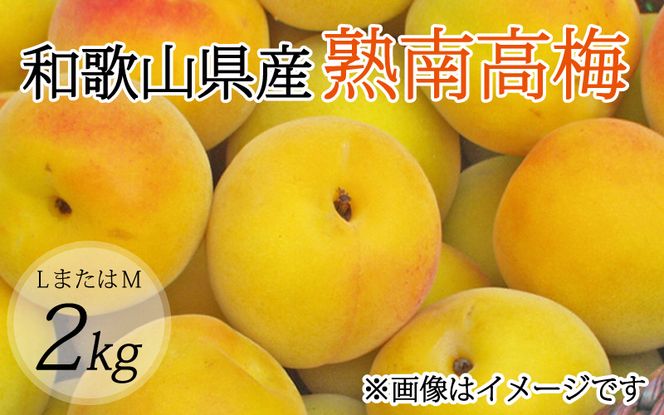 【梅干・梅酒用】（LまたはM－2Kg）熟南高梅＜2025年6月上旬～7月上旬ごろに順次発送予定＞【art012A】 