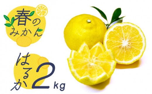 y茧쓇szy2026N2?zyu₩n k t݂̂ z͂邩 2kg  t[c 쓇s / 茧_Yiʍ [SCB028]