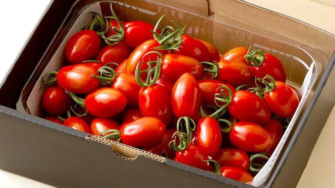 ミニトマト（マドンナ）約1kg 【1月下旬発送開始】 ミニトマト マドンナ とまと リコピン トマト 野菜 [AY08-NT]