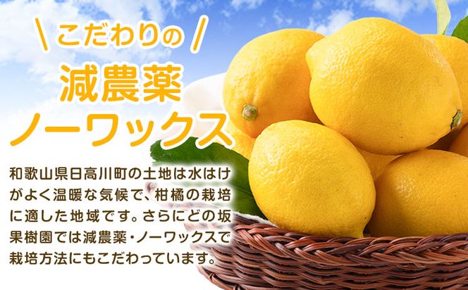レモン 国産 レモン 3kg(L～4Lサイズ) ノーワックス 減農薬 どの坂果樹園《2027年2月上旬-5月末頃出荷》 和歌山県 日高町 レモン れもん 檸檬 旬 果物 フルーツ 柑橘 産地直送 送料無料---wsh_dsk3_ac25_24_10000_3kg---