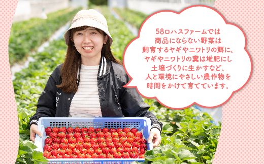 深紅のいちご 『ロイヤルクイーン』 大粒 12粒～15粒×1箱 先行予約 希少価値の高いイチゴの女王！ 深紅のスイートベリー 58ロハスファーム ※2026年1月中旬～5月中旬頃に順次発送予定