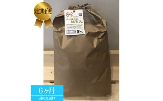 93-2679　【定期便 6ヶ月】 志村屋米穀店 令和6年産新米小田原市産　はるみ　新米　5kg＜出荷時期：10月中旬より順次出荷開始＞