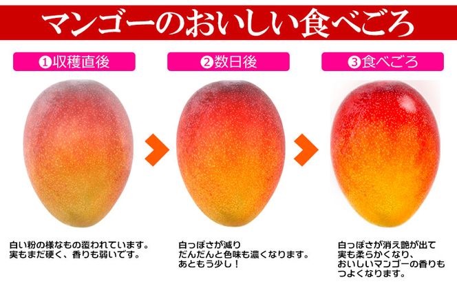 2024年発送【きなマンゴー園】アップルマンゴー　家庭用1.5kg 先行予約