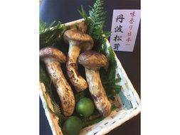 期間・数量限定 極上 丹波松茸 詰め合わせ ＜京都・八光館＞ ※2025年10月中旬以降順次発送予定 ※北海道・沖縄・北東北（青森、岩手、秋田）・その他離島配送不可