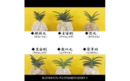 D087 【日本の蘭】富貴蘭　風蘭　キラキラガラス入り