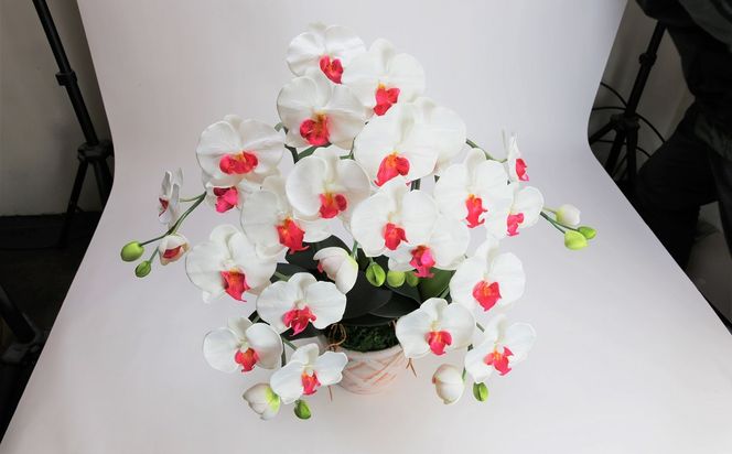 綺麗で丈夫な三河陶器で贈る光触媒胡蝶蘭大輪３本立（ホワイトビスクの陶器×白の花） H100-091