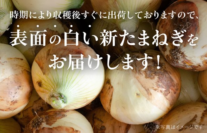 G1319 射手矢さんちの泉州プレミアムたまねぎ5kgとドレッシング 200ml×1本