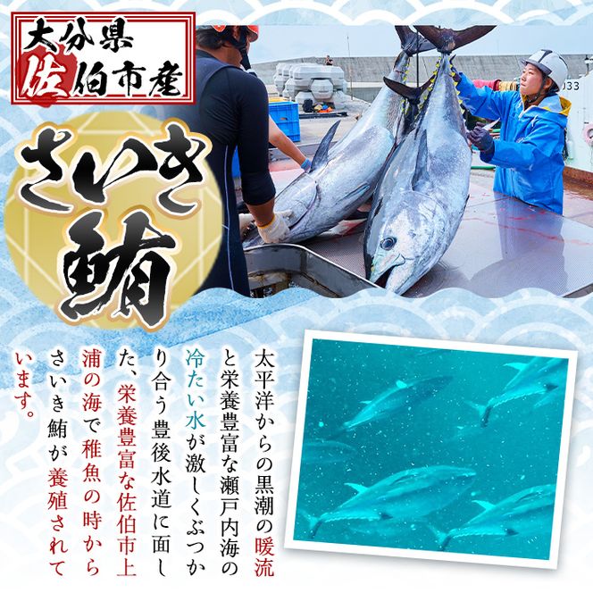 佐伯市産本マグロ 中トロ(約200g) 中とろ マグロ 鮪 刺身 さしみ 魚 海鮮 冷凍 大分県 佐伯市【DH256】【(株)ネクサ】