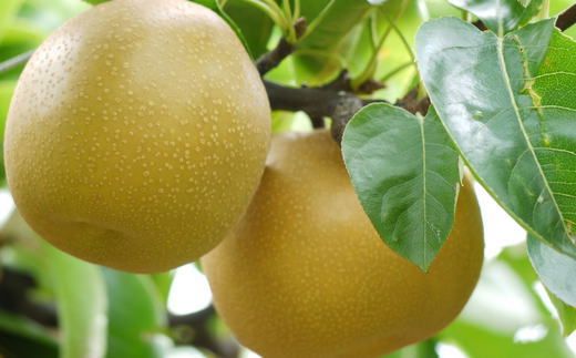 [厳選・産直]有田産の梨(豊水)約4kg★2026年8月中旬頃より順次発送  	BZ021