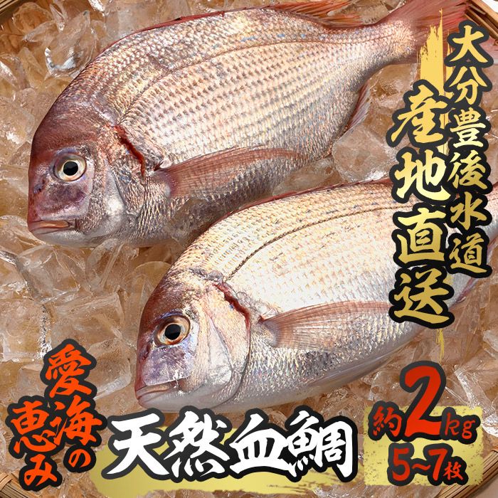 天然 血鯛 (約2kg・計5-7枚) 直送 産直 漁師 魚 鮮魚 天然 チダイ 鯛 白身魚 獲れたて 刺身 煮つけ 塩焼き 冷蔵 豊後水道 鮮魚 大分県 佐伯市 愛海の恵み[CS03][ (有)丸昌水産]