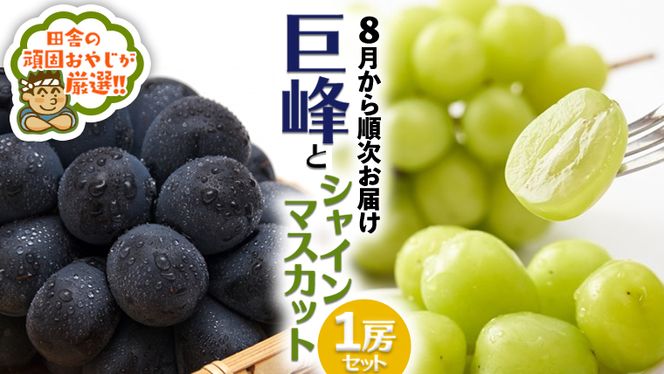 巨峰 １房 と シャインマスカット １房 セット【8月より発送開始】田舎の頑固おやじが厳選！ [BI200-NT]