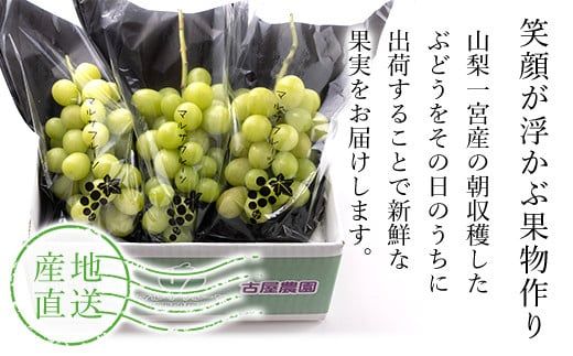 【2026年発送★先行予約】シャインマスカット 約1.1kg以上 山梨県笛吹市一宮産 朝採り 産地直送  088-023-26y