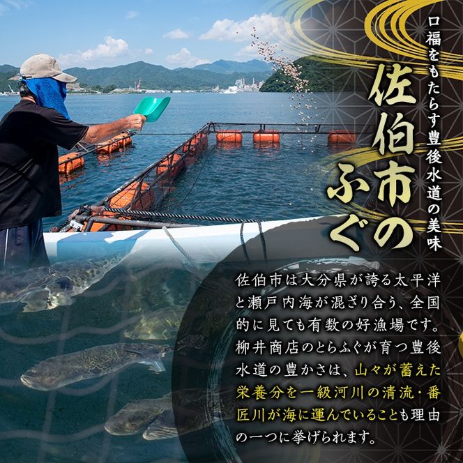 とらふぐ 詰合せ テッポウ (とらふぐ皮和 ごまだれ 230g・皮いいキムチ 80g・皮そーめん・250g) とらふぐ ふぐ フグ 皮 キムチ おつまみ 冷凍 国産 大分県 佐伯市【AB92】【柳井商店】