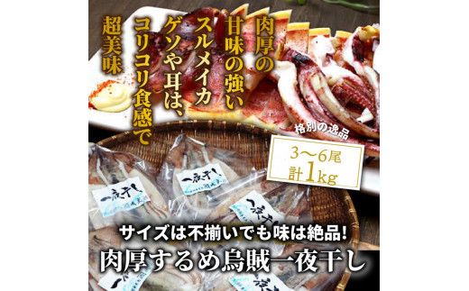 サイズは不揃いでも味は絶品!肉厚するめ烏賊一夜干し_1511R