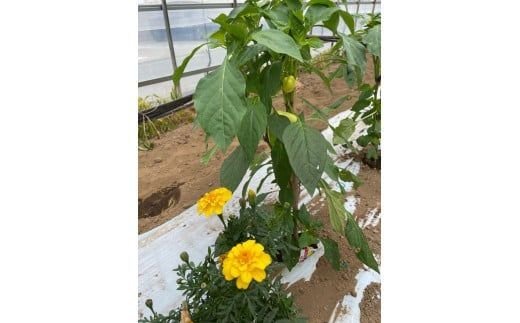 159-2024-02　【冷蔵便】季節のこだわり野菜セット 野菜詰め合わせ（春野菜 夏野菜 ハーブ など）