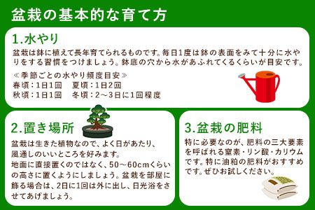 樹心園 赤松 盆栽《30日以内に出荷予定(土日祝除く)》あかまつ 盆栽作家 徳永功---sn_kgkrakmt_30d_22_54000_1p---