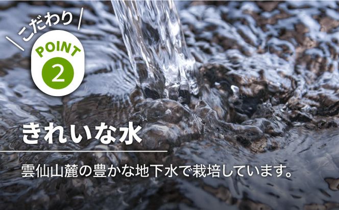 【2026年3月～発送】【星のアスパラ】特選 3L・2L・L 春 の グリーン アスパラガス 約1kg / アスパラ アスパラガス 野菜 / 南島原市 / ほしのYA[SEY005]