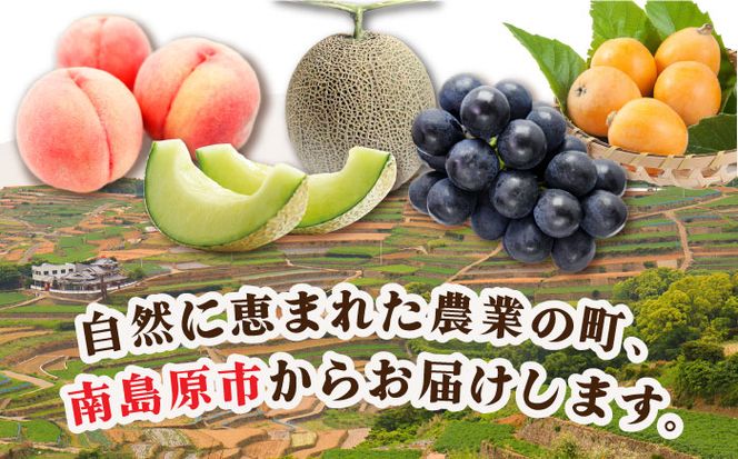 【12回 定期便】季節の果物 詰め合わせ フルーツセット 旬の果物をお任せで2〜3品目お届け (2〜3品目×12回) / 果物 セット 南島原市 / 吉岡青果 [SCZ014]