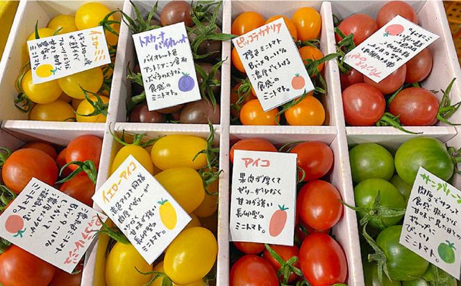 【2026年1月中旬～発送】カラフル ミニトマト 彩８（いろは） 約8種類 合計約1.8kg / トマト 夏野菜 野菜 旬 食べ比べ / 産地直送 安心 安全 彩り / 南島原市 / 植木農園 [SBL001]