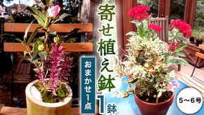 【 確実園 オリジナル 】 寄せ植え（おまかせ1点） ガーデニング 花 はな フラワー 鉢 鉢植え [BG003us]