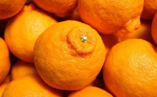 ［濃厚］有田の不知火約5kg（18～28玉）★2026年2月中旬頃より順次発送 BZ003