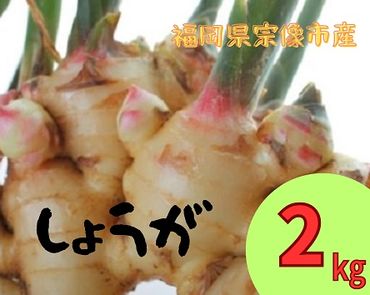 循環型有機肥料で育った生姜 2kg【アグリCATS】_PA1434