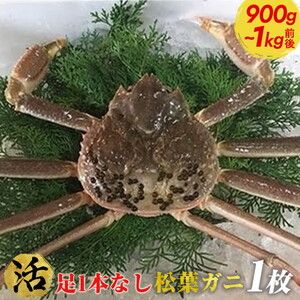 【活】足1本なし松葉ガニ　特大1枚（900g～1kg前後）【着日指定不可】 ※2024年11月上旬～2025年3月下旬に順次発送予定《かに カニ 蟹》