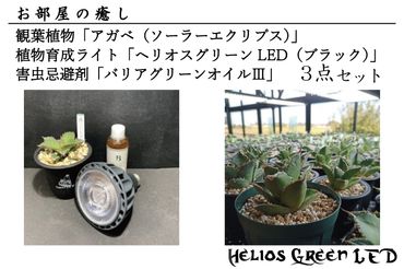 BN004-1　お部屋の癒し　観葉植物「アガベ（ソーラーエクリプス）」、植物育成ライト「ヘリオスグリーンLED（ブラック）」、害虫忌避剤「バリアグリーンオイルⅢ」の3点セット