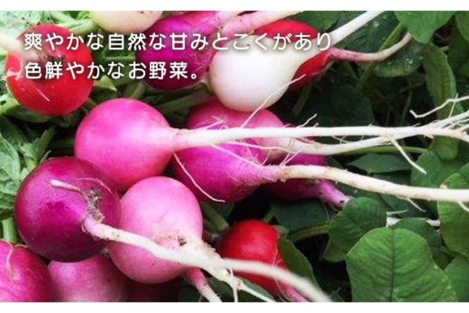 【年4回定期便】春夏秋冬自然栽培野菜セット(年4回)2～3人用　AB00001