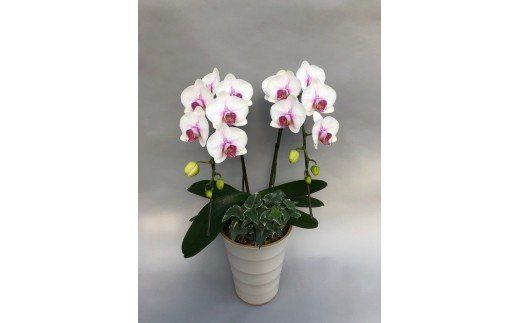 胡蝶蘭 白赤 ２本立て１６輪以上 アイビー入り H042-010