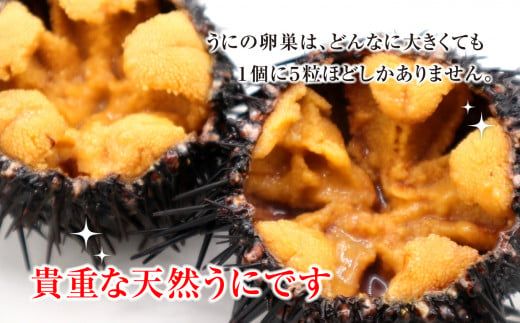 【令和8年発送先行予約】 牛乳瓶入り 生うに150g×1本～3本【2026年4月下旬～8月発送】【23】【0tsuchi00596-202410】